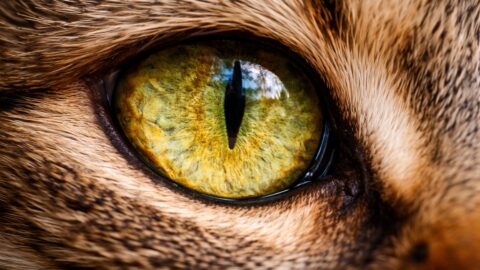 Close Up Cat Eye with Golden Iris
