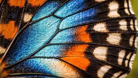 Colorful Butterfly Wing Macro Detail