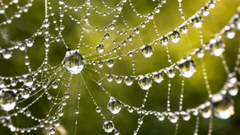 Dew Covered Spider Web in Morning Light