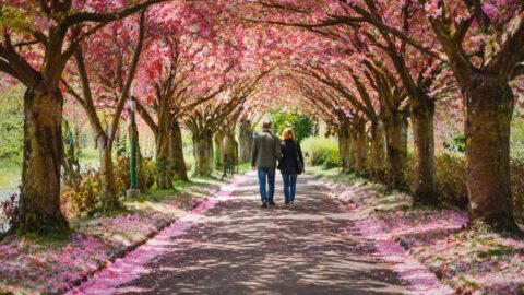 Couple Walking Beneath Pink Blossoms