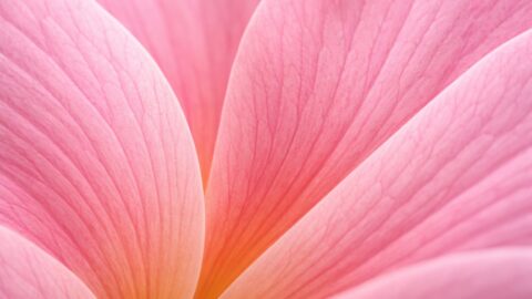 Pink Flower Petal Macro Background