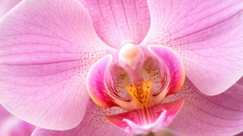 Pink Orchid Macro with Delicate Petal Detail
