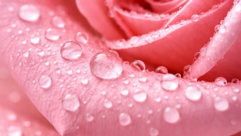 Pink Rose Macro with Water Droplets